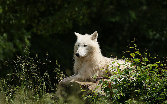 White wolves - Parc animalier de Ste Croix