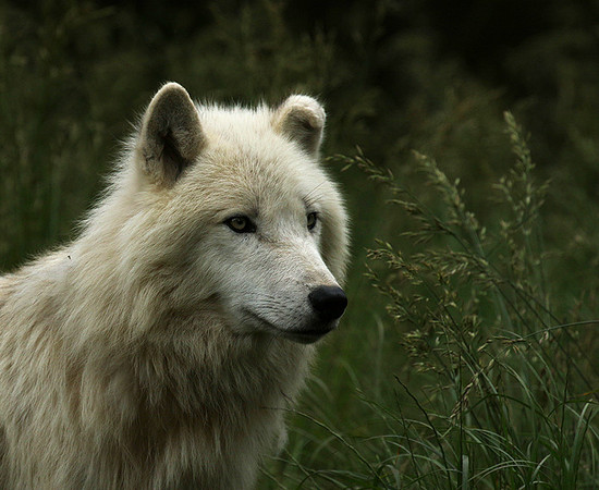 White wolves - Parc animalier de Ste Croix