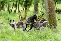 Black wolves - Parc animalier de Ste Croix