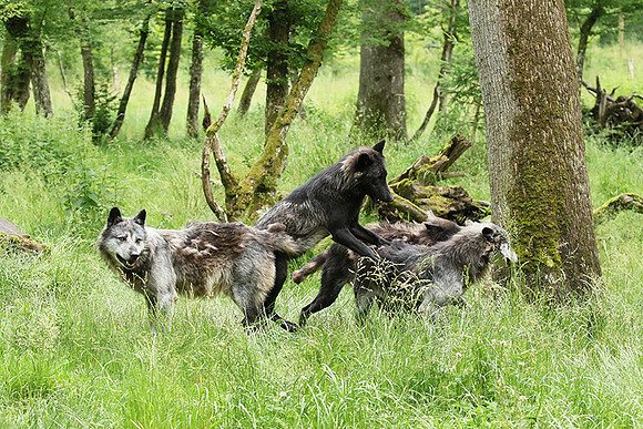 Black wolves - Parc animalier de Ste Croix