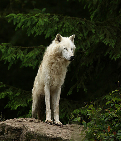 White wolf - parc animalier de Ste Croix