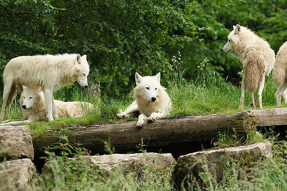 White wolves - Parc animalier de Ste croix