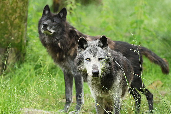 Black wolves - Parc animalier de Ste Croix