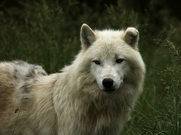 White wolves - Parc animalier de Ste Croix