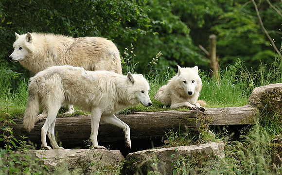 White wolves - Parc animalier de Ste Croix