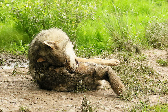 Grey wolves - Parc animalier de Ste Croix