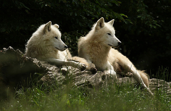 White wolves - parc animalier de Ste Croix