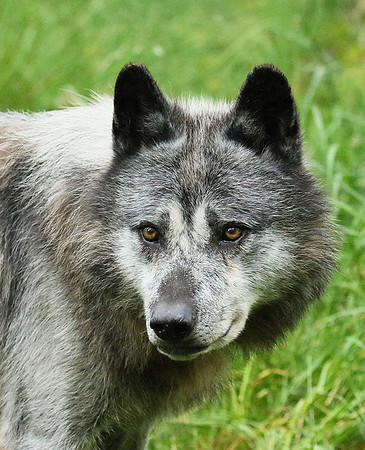 Black wolves - Parc animalier de Ste Croix