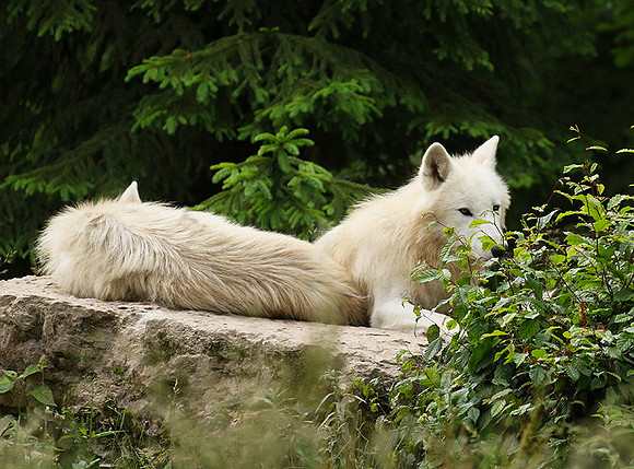 White wolves - Parc animalier de Ste Croix