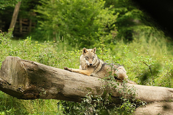 Grey wolves - Parc animalier de Ste Croix