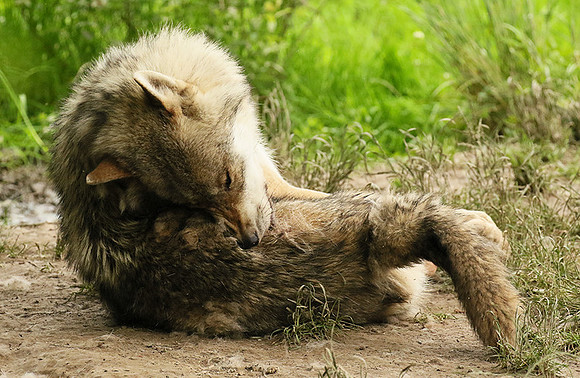 Grey wolves - Parc animalier de Ste Croix