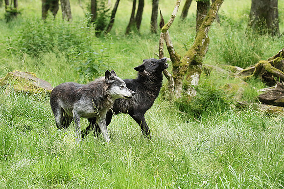 Black wolves - Parc animalier de Ste Croix