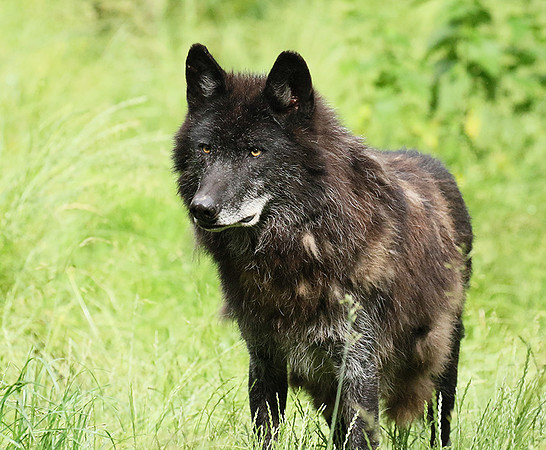 Black wolves - Parc animalier de Ste Croix