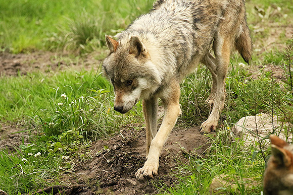 Grey wolves - Parc animalier de Ste Croix