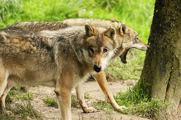 Grey wolves - Parc animalier de Ste Croix