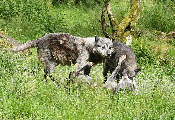 Black wolves - Parc animalier de Ste Croix