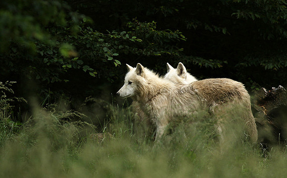 White wolves - Parc animalier de Ste Croix