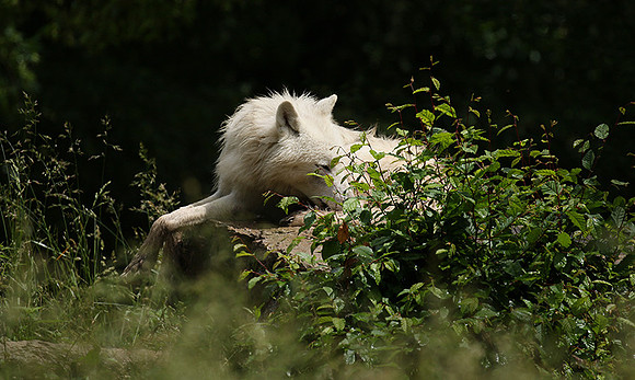 White wolves - Parc animalier de Ste Croix