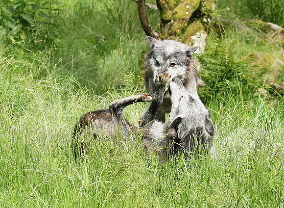 Black wolves - Parc animalier de Ste Croix
