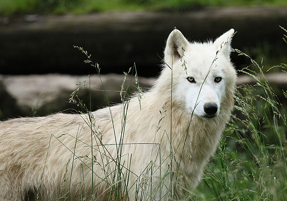 White wolves - Parc animalier de Ste Croix