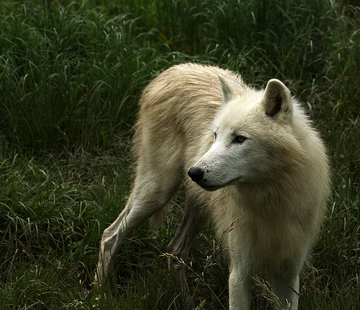 White wolves - Parc animalier de Ste Croix