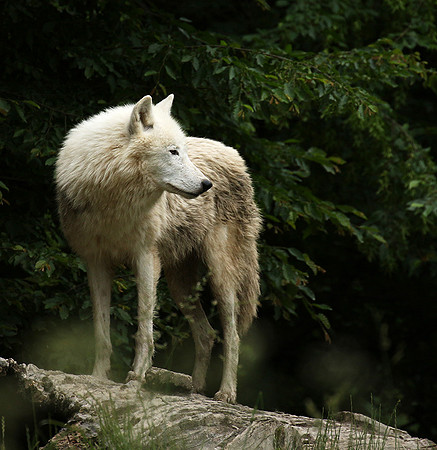 White wolves - Parc animalier de Ste Croix