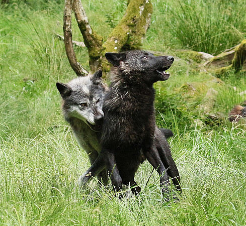 Black wolves - Parc animalier de Ste Croix