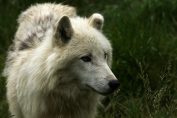 White wolves - Parc animalier de Ste Croix