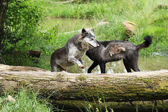 Black wolves - Parc animalier de Ste Croix