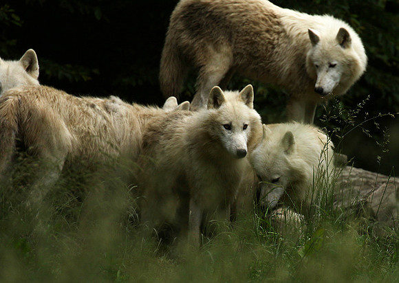 White wolves - Parc animalier de Ste croix