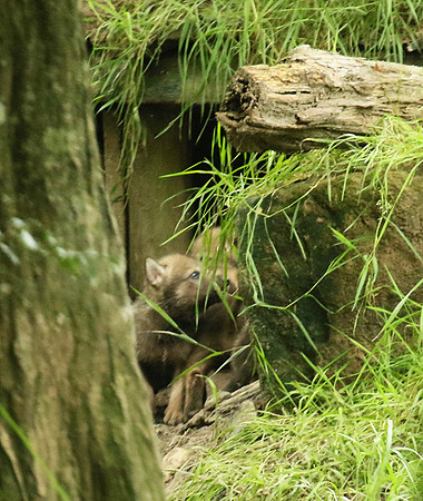 Grey wolves - Parc animalier de Ste Croix