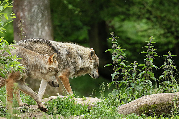 Grey wolves - Parc animalier de Ste Croix