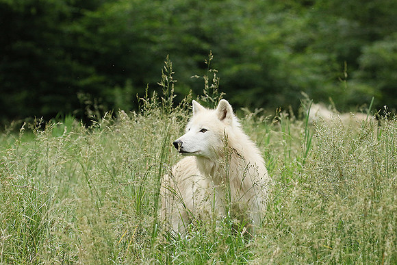 White wolves - Parc animalier de Ste Croix
