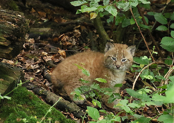 Pard animalier de Ste Croix