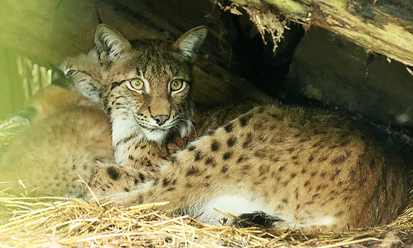 Pard animalier de Ste Croix
