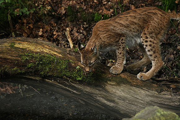 Pard animalier de Ste Croix