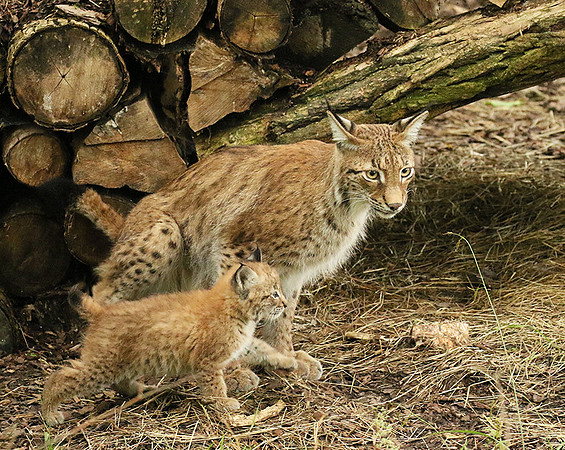 Pard animalier de Ste Croix