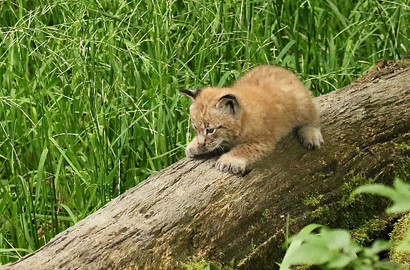 Pard animalier de Ste Croix