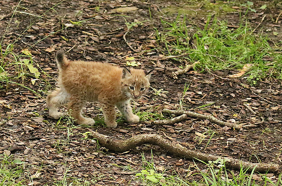 Pard animalier de Ste Croix