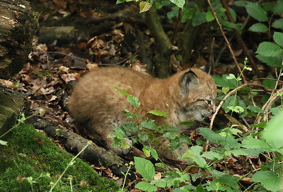 Pard animalier de Ste Croix