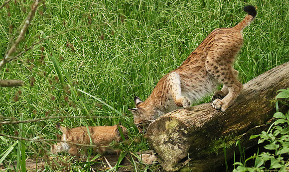 Pard animalier de Ste Croix