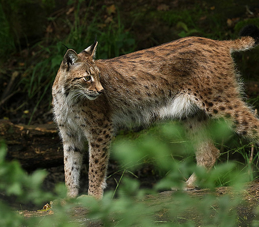 Pard animalier de Ste Croix