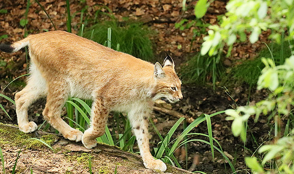 Pard animalier de Ste Croix