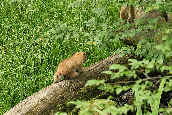 Pard animalier de Ste Croix