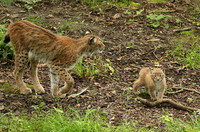 Pard animalier de Ste Croix