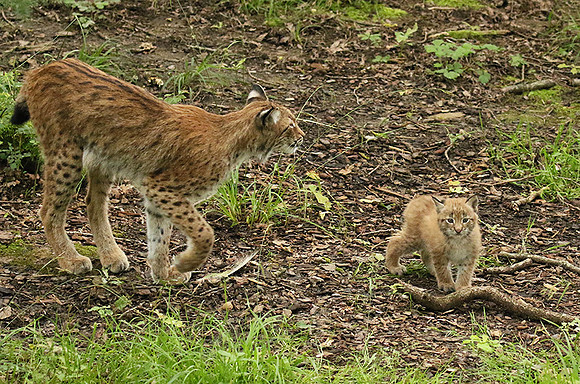 Pard animalier de Ste Croix