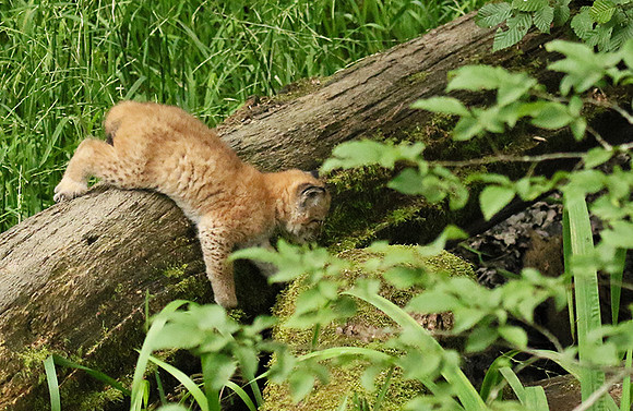 Pard animalier de Ste Croix