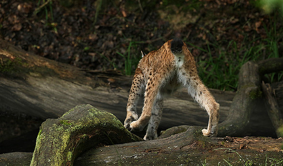 Pard animalier de Ste Croix