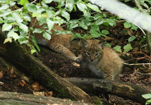 Pard animalier de Ste Croix