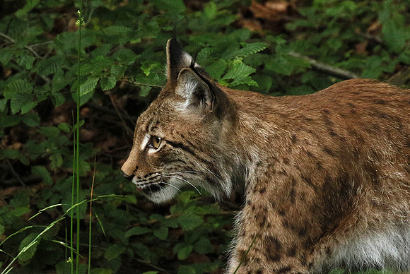 Pard animalier de Ste Croix